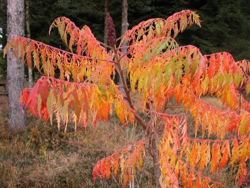 Flikbladet hjortesumak (Rhus typhina 'Laciniata')